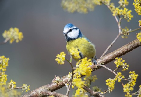 Blue tit, parus caeruleus, birds, spring, tits, passeri, songbirds, songbirds, jump, tits, birds