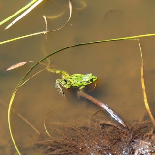 Small spotted green frog swims in a garden pond