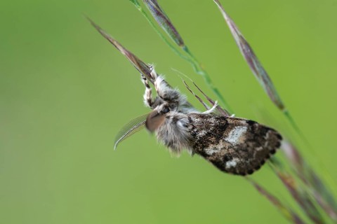 Owl butterfly, gynaephora selenitica, lunar tussock, moonspot brush binder, moonspot brush spinner,