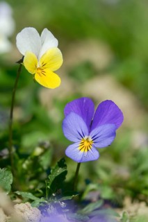 Field violet, biddy's eyes, cat's face, tricolor pansy, memorial, heartsease, jack-behold the guard