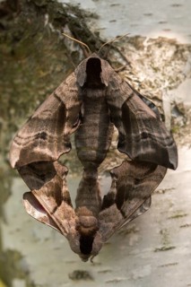 Evening peacock, eyed hawk moth, smerinthus ocellata, smerinthus ocellatus, sphingidae, butterfly,