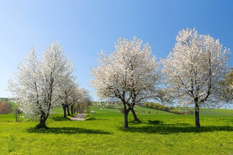 Cherry trees (prunus) in blossom, Saxon Switzerland, Saxony, Germany
