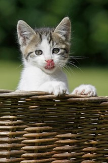 Domestic cat, Germany, white-brown kitten licks its lips and looks out of a basket with curiosity