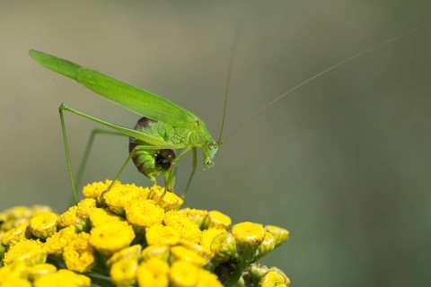 Common sickle scare, grasshoppers, Phaneroptera falcata, sickle scare, ensifera, grasshoppers,