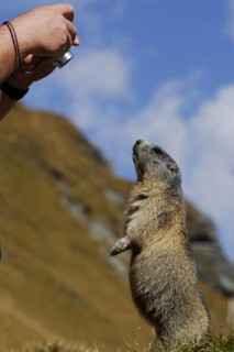 Groundhog, Hohe Tauern, Austria, 09\ 2007