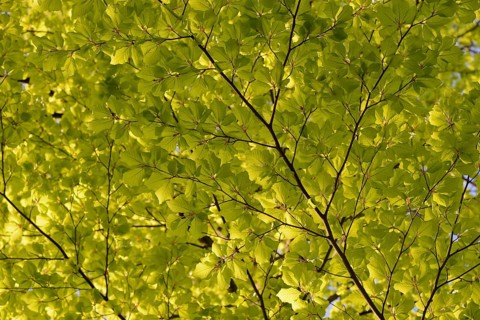 European beech (Fagus sylvatica), twigs with fresh leaves, new growth, North Rhine-Westphalia,