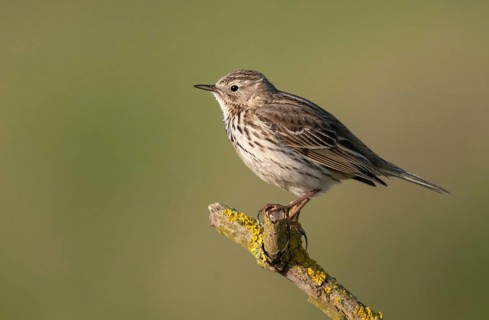 Anthus pratensis, meadow pipit, meadow pieper, birds, passeri, songbirds, birds