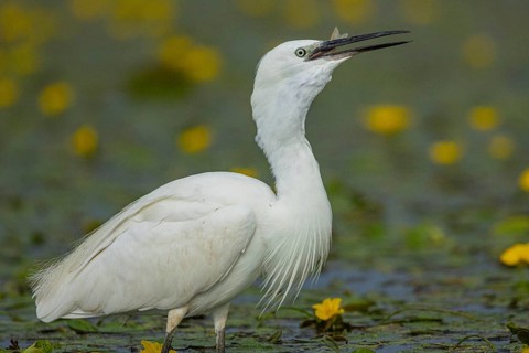 Little Egret (Egretta garzetta) Hungary