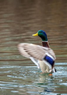 Anas platyrhynchos, mallard, mallard, anatidae, birds, ducks, ducks, ducks, drakes, male, birds,