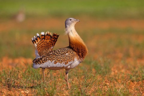 Great bustard (Otis tarda), Outarde barbue, Avutarda Común, Spain, Toledo, Hides De Calera / Great
