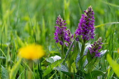 Broadleaf fingerroot, broad-leaved cuckoo flower, broad-leaved marsh orchid, fan orchid,