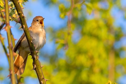 Nightingale, (Luscinia megarhynchos), animals, bird, songbird, family of passerines, classification