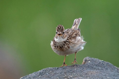 2010, Alauda Arvensis, Brandenburg, skylark, Germany, Nabu, national natural heritage, natural