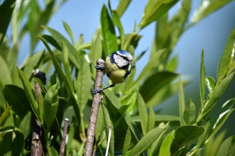 Little bird on a branch surrounded by green leaves under a blue sky, blue tit Cyanistes caeruleus)