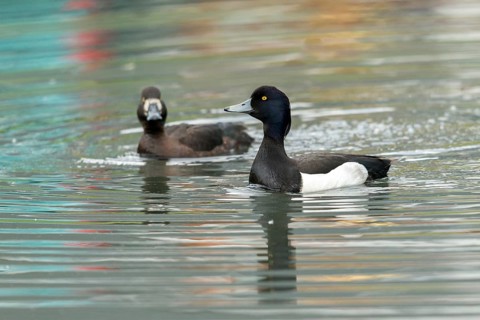 Aythya fuligula, heron duck, tufted duck, anatidae, birds, ducks, ducks, duckbirds, female, male,