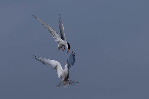 Common Tern (Sterna hirundo), Texel, Netherlands