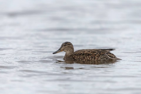 Anas crecca, common teal, grosbeak, crickente, anatidae, birds, ducks, ducks, ducks, female, birds,