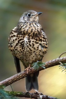Mistletoe thrush, turdus viscivorus, birds, high size, portrait format, passeri, songbirds,