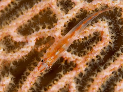 A small fish, the Mozambique ghost goby (Pleurosicya mossambica), is hiding on an orange gorgonian,