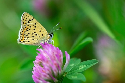 Brown moth, Lycaena tityrus, sulfur bird, sooty purple-edged copper, birds, butterfly, insects,