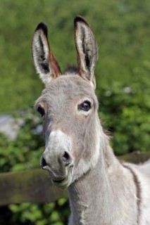 Pygmy donkey (Equus asinus asinus), Münster, North Rhine-Westphalia, Germany