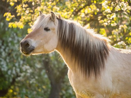 Fjord horse (Fjord pony, Norwegian), mare, portrait, evening light, in spring, blossoming trees in