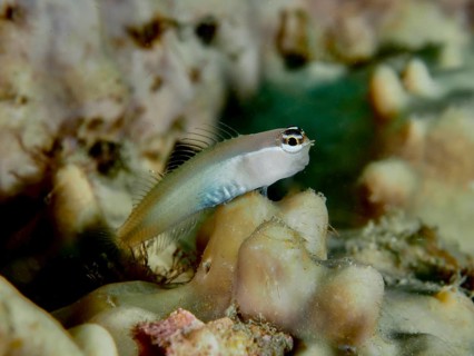 A small blenny, the Banda crested blenny (Ecsenius bandanus), is perched on a colourful coral