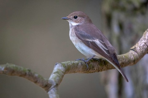 Ficedula hypoleuca, pied flycatcher, mourning snapper, mourning snapper, birds, female, passeri,