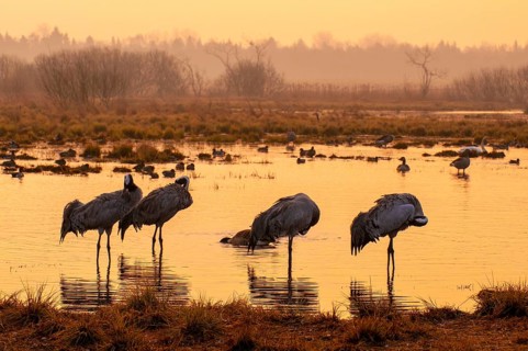 Crane (Grus grus), Fågelsjö, Gävleborg County, Sweden