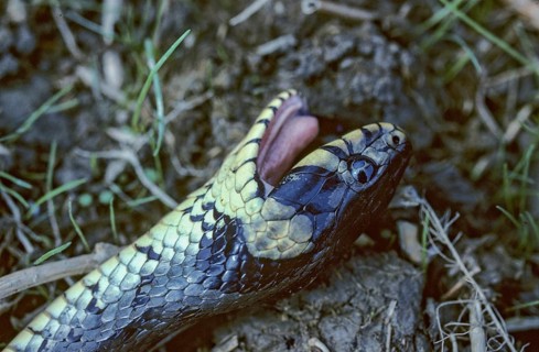 Grass Snake, Natrix Natrix, Grass Snake, Critters, Reptilia, Reptilia, Ringed Snakes, Snakes, Dead