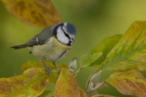 Blue tit (Cyanistes Caeruleus) adult bird in a garden magnolia tree with autumn colour leaves,