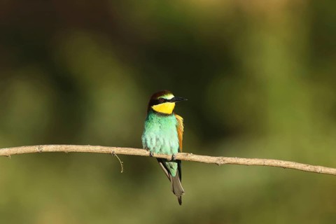 A colourful bee-eater perched on a branch in its natural habitat, bee-eater (Merops apiaster),