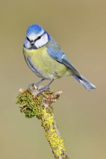 Blue Tit (Parus caeruleus), perched on a branch covered in lichen, Wilnsdorf, North