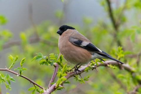 Bullfinch, Bullfinch, Pyrrhula Pyrrhula, Birds, Bullfinch, Female, Passeri, Songbirds, Birds,