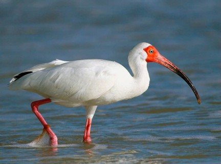 Animals, birds, ibis, white ibis (Eudocimus albus), Florida – USA, Florida, United States