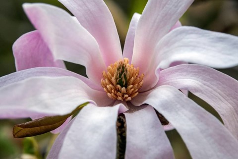 Flower of the star magnolia (Magnolia stellata), Baden-Württemberg, Germany
