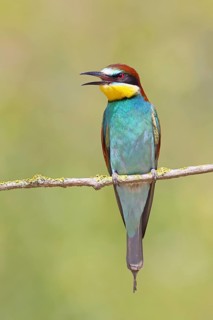 European bee-eater (Merops apiaster) perched on a branch, Lake Neusiedl, Burgenland, Austria
