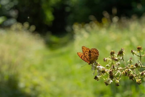 Silver-washed fritillary butterfly (Argynnis paphia) adult insect feeding on bramble flowers in
