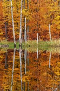 Schweingartensee in the UNESCO World Heritage Site Beech Forest Serrahn, Serrahn, Carpin,