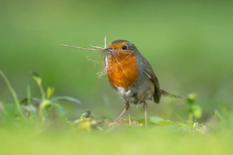 European robin (Erithacus rubecula) adult bird collecting nesting material from a garden in spring,