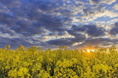 Yellow flowering rape field, rapeseed, oilseed rape, canola field at sunset with a cloudy sky in