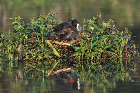 Common coot (Fulica atra) with chicks on the nest, North Rhine-Westphalia, Germany
