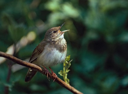 Locustella fluviatilis, river warbler, swirl, birds, song, male, passeri, singing, songbirds, birds