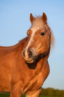 Horse, Haflinger, gelding, portrait, evening, blue sky