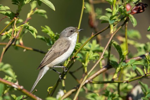 Rattleswarbler, Lesser Whitethroat, Sylvia Curruca, Birds, Call, Song, Passeri, Call, Singing,