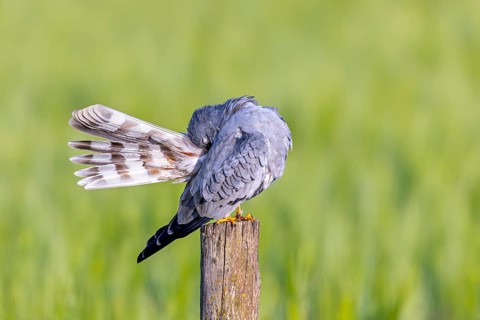 Montagu's harrier (Circus pygargus) adult male preening tail feathers while perched on wooden fence
