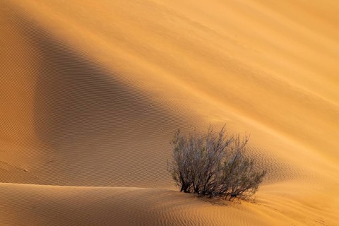 Sand dunes in the Rhub al Khali desert, empty quarter, largest sandy desert in the world, Oman