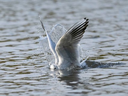 A black-headed gull dives into water, Ümminger See, Bochum, Ruhrpott, North Rhine-Westphalia,