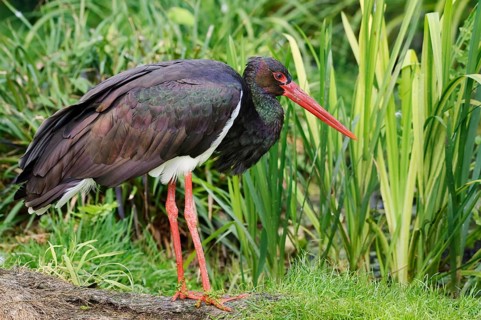 Black Stork (Ciconia nigra), Hesse, Germany