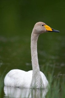 Cygnus Cygnus, Sweden, Singing Swan, Whooper Swan, Anatidae, Birds, Duckbirds, High Size, Portrait,